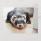 Adventure Sable Ferret Postkarte (Vorderseite)