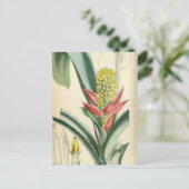 Aechmea mertensii (= Mucroniflora) Postkarte (Stehend Vorderseite)