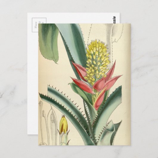 Aechmea mertensii (= Mucroniflora) Postkarte (Vorne/Hinten)