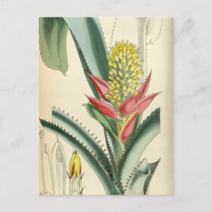 Aechmea mertensii (= Mucroniflora) Postkarte