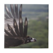 Aegypius monachus fliese (Vorderseite)