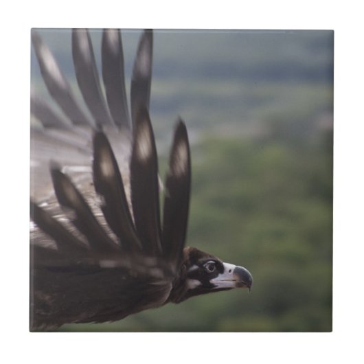 Aegypius monachus fliese (Vorderseite)