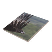 Aegypius monachus fliese (Seite)