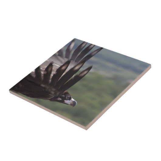 Aegypius monachus fliese (Seite)