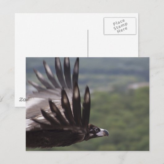 Aegypius monachus postkarte (Vorne/Hinten)