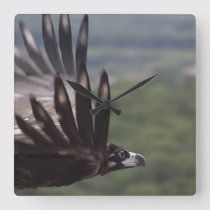 Aegypius monachus quadratische wanduhr