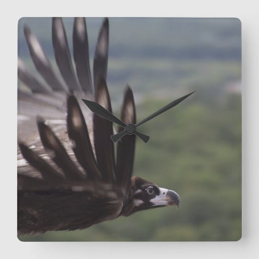 Aegypius monachus quadratische wanduhr (Vorderseite)