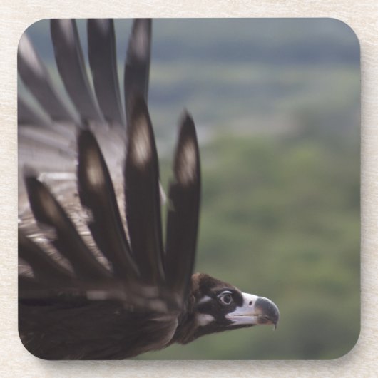 Aegypius monachus untersetzer (Vorderseite)