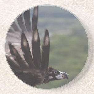 Aegypius monachus untersetzer