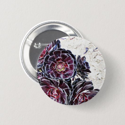 Aeonium-Blume auf trockenen Felsen Button (Vorne & Hinten)