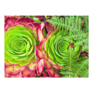 Aeonium Fotodruck