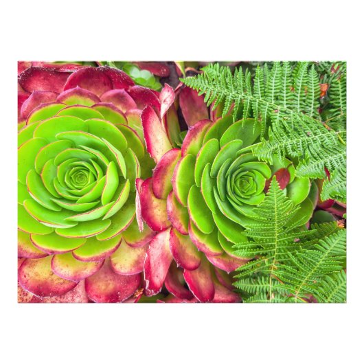 Aeonium Fotodruck (Vorne)