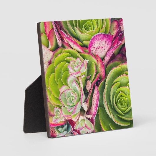 Aeonium Fotoplatte (Vorderseite)