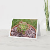 Aeonium Haworthii, Haworth's Sukkulente Pflanze Karte (Vorderseite)