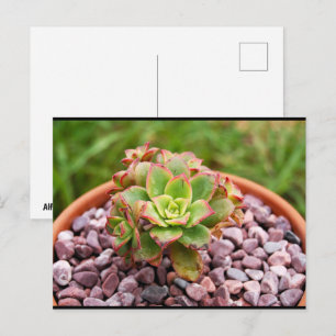 Aeonium Haworthii, Haworths Sukkulentenpflanze Postkarte