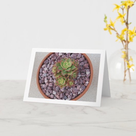 Aeonium Haworthii, Sukkulente Pflanze Haworth Karte (Gelbe Blume)