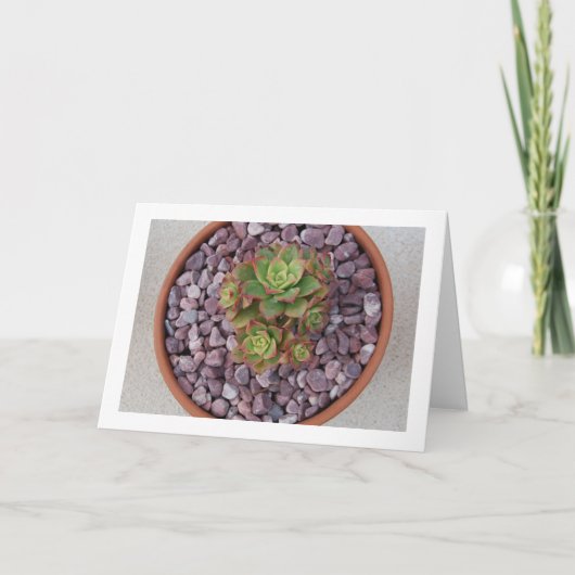 Aeonium Haworthii, Sukkulente Pflanze Haworth Karte (Vorderseite)