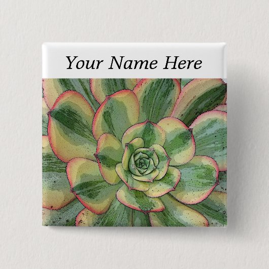 Aeonium-"Sonnendurchbruch" Button-zurück Button (Vorderseite)