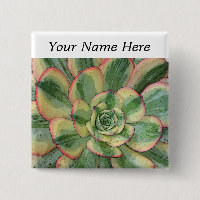 Aeonium-"Sonnendurchbruch" Button-zurück