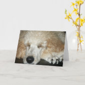 Aero-2 Karte (Gelbe Blume)