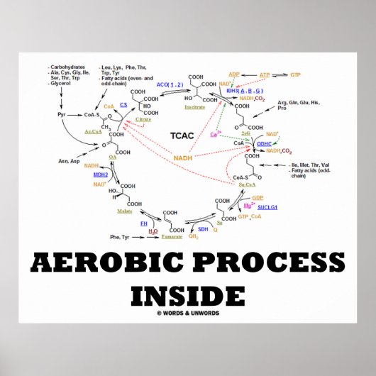 Aerobic Process Inside (Krebs Cycle) Poster (Vorne)