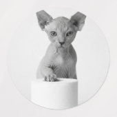 Aesthetic Curious Cats Exploring Toilet Paper Etiketten (Design 2)