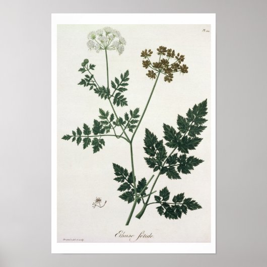 Aethusa Cynapium from 'Phytografie Medicale' by J Poster (Vorne)