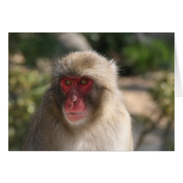 Affe (Vorderseite (Horizontal))