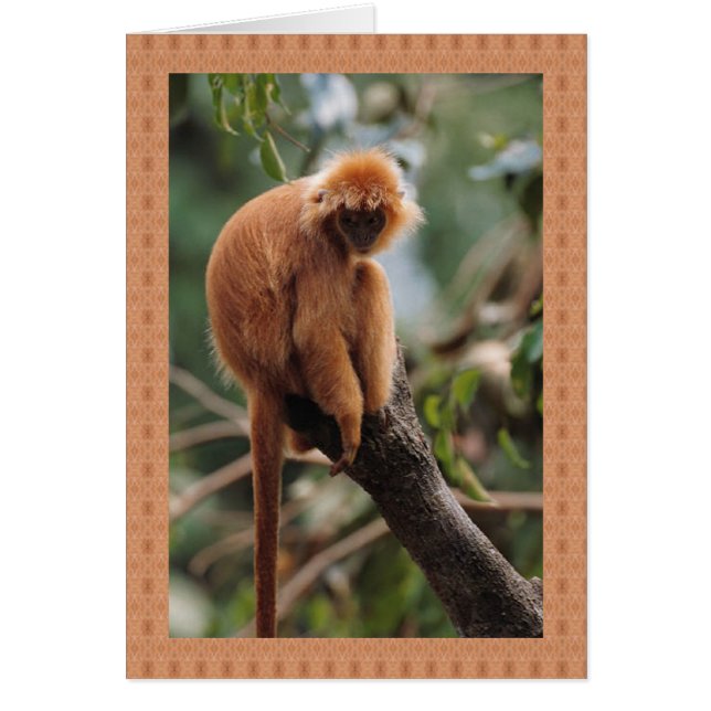 Affe (Vorne)