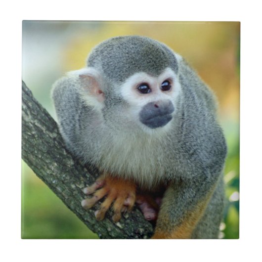 Affe 004 fliese (Vorderseite)