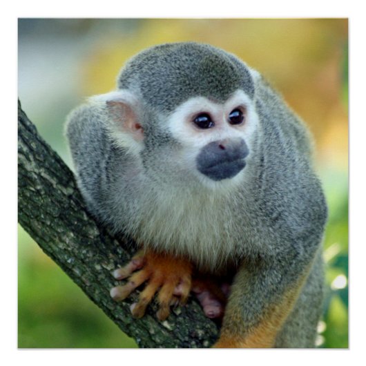 Affe 004 poster (Vorderseite)