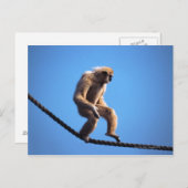 Affe auf Seil Postkarte (Vorne/Hinten)