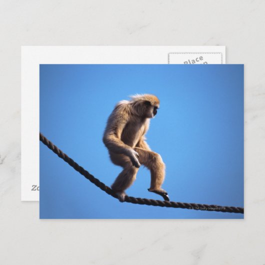 Affe auf Seil Postkarte (Vorne/Hinten)