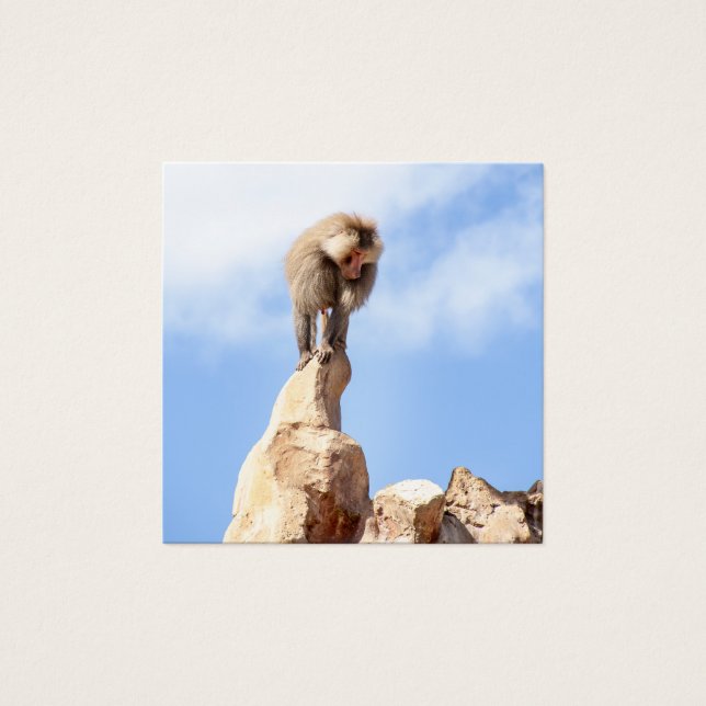 Affe Baboon auf einem Berg (Vorderseite)