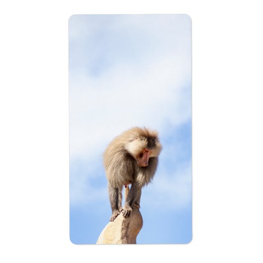 Affe Baboon auf einem Berg (Vorne)
