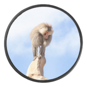 Affe Baboon auf einem Berg Eishockey Puck