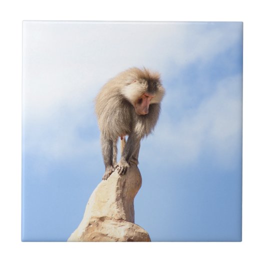 Affe Baboon auf einem Berg Fliese (Vorderseite)