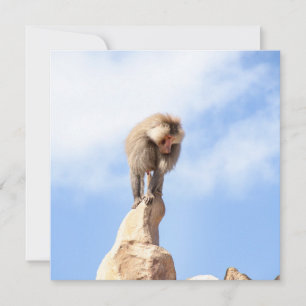 Affe Baboon auf einem Berg Karte