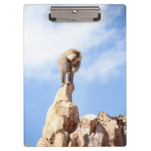 Affe Baboon auf einem Berg Klemmbrett