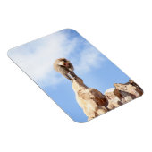 Affe Baboon auf einem Berg Magnet (Rechte Seite)