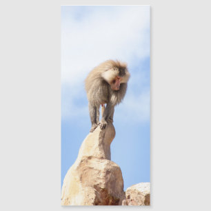 Affe Baboon auf einem Berg Magnetkarte
