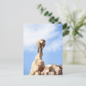 Affe Baboon auf einem Berg Postkarte (Stehend Vorderseite)