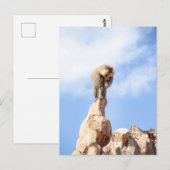 Affe Baboon auf einem Berg Postkarte (Vorne/Hinten)
