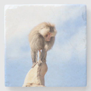 Affe Baboon auf einem Berg Steinuntersetzer