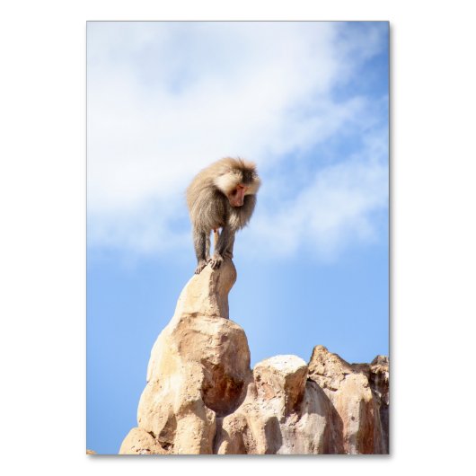 Affe Baboon auf einem Berg Tischnummer (Vorderseite)