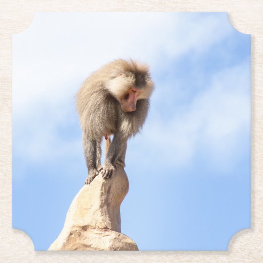 Affe Baboon auf einem Berg Untersetzer (Vorderseite)