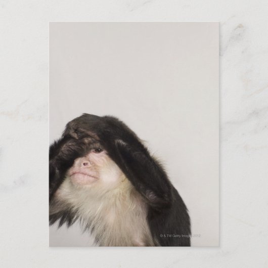 Affe bedeckt die Augen Postkarte (Vorderseite)