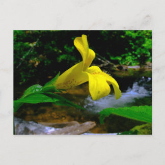 Affe Blume 01 Postkarte