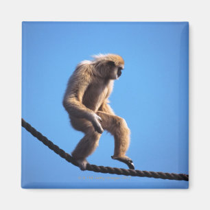 Affe, der auf Seil geht Magnet