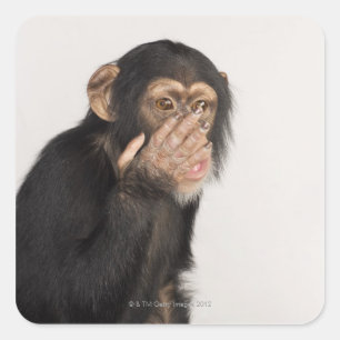 Affe, der sein Gesicht reibt Quadratischer Aufkleber
